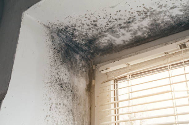 Affordable Mold Removal solutions in Wrightsville, GA
