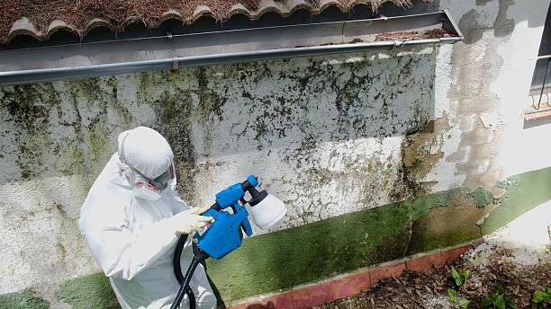 Top rated local Mold Removal specialists in Wrightsville, GA